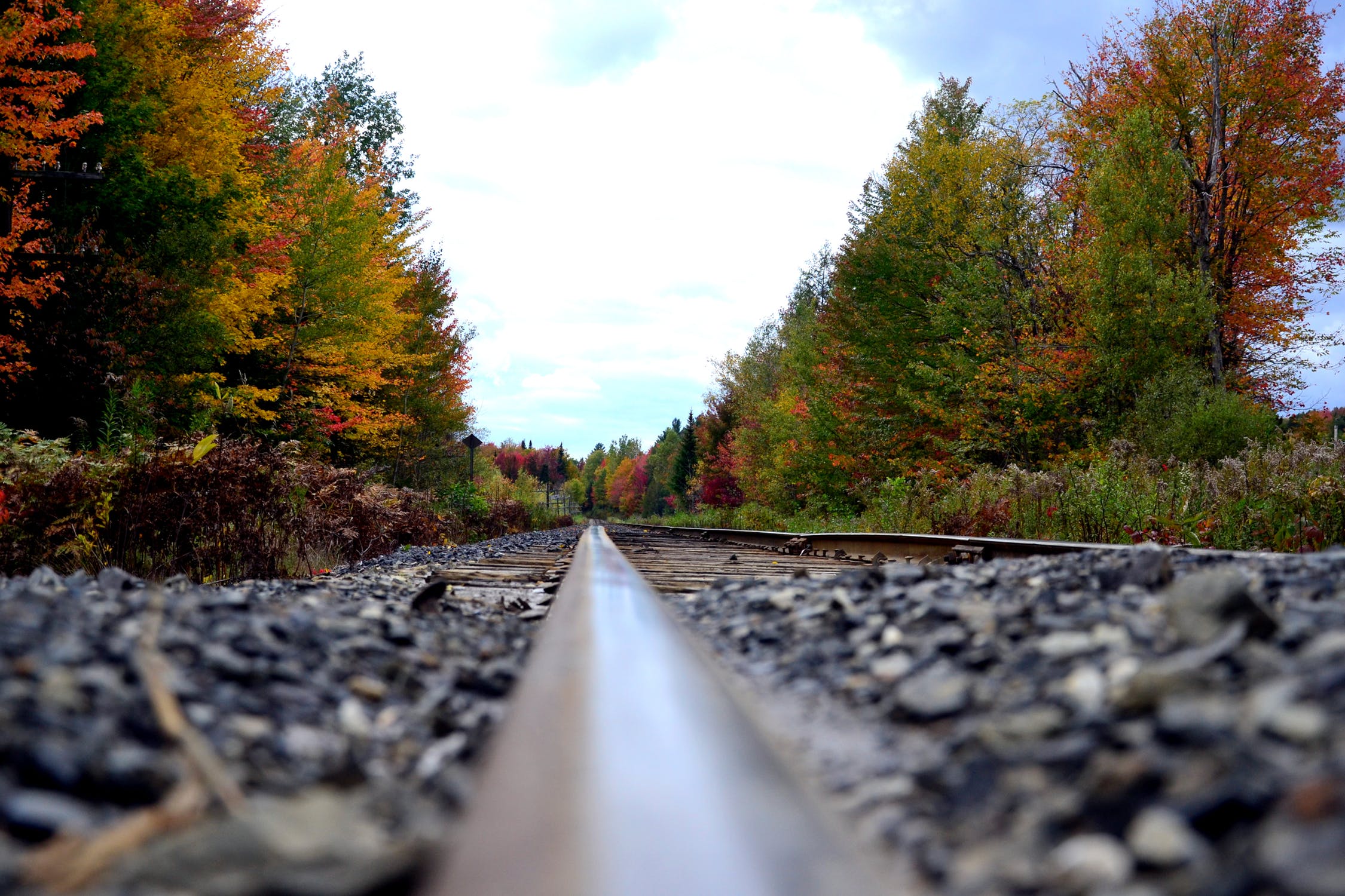 Falltree with railroad tracks